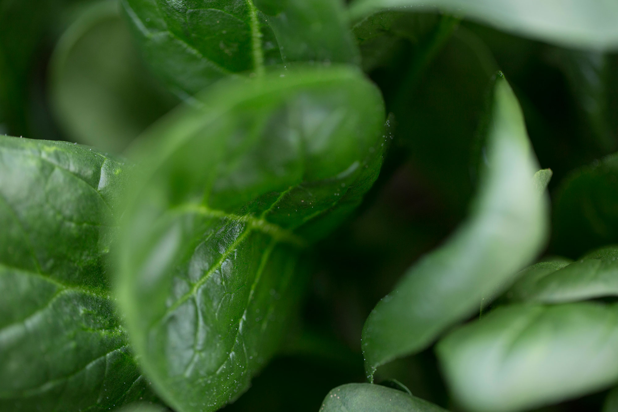 Eπαγγελματική θρέψη - Βιοδιεγέρτες