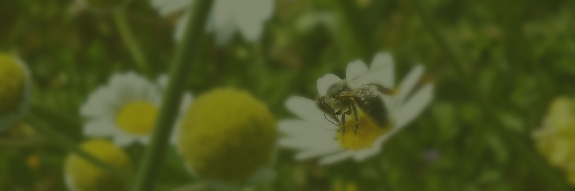 Κατάλληλα για βιολογική γεωργία