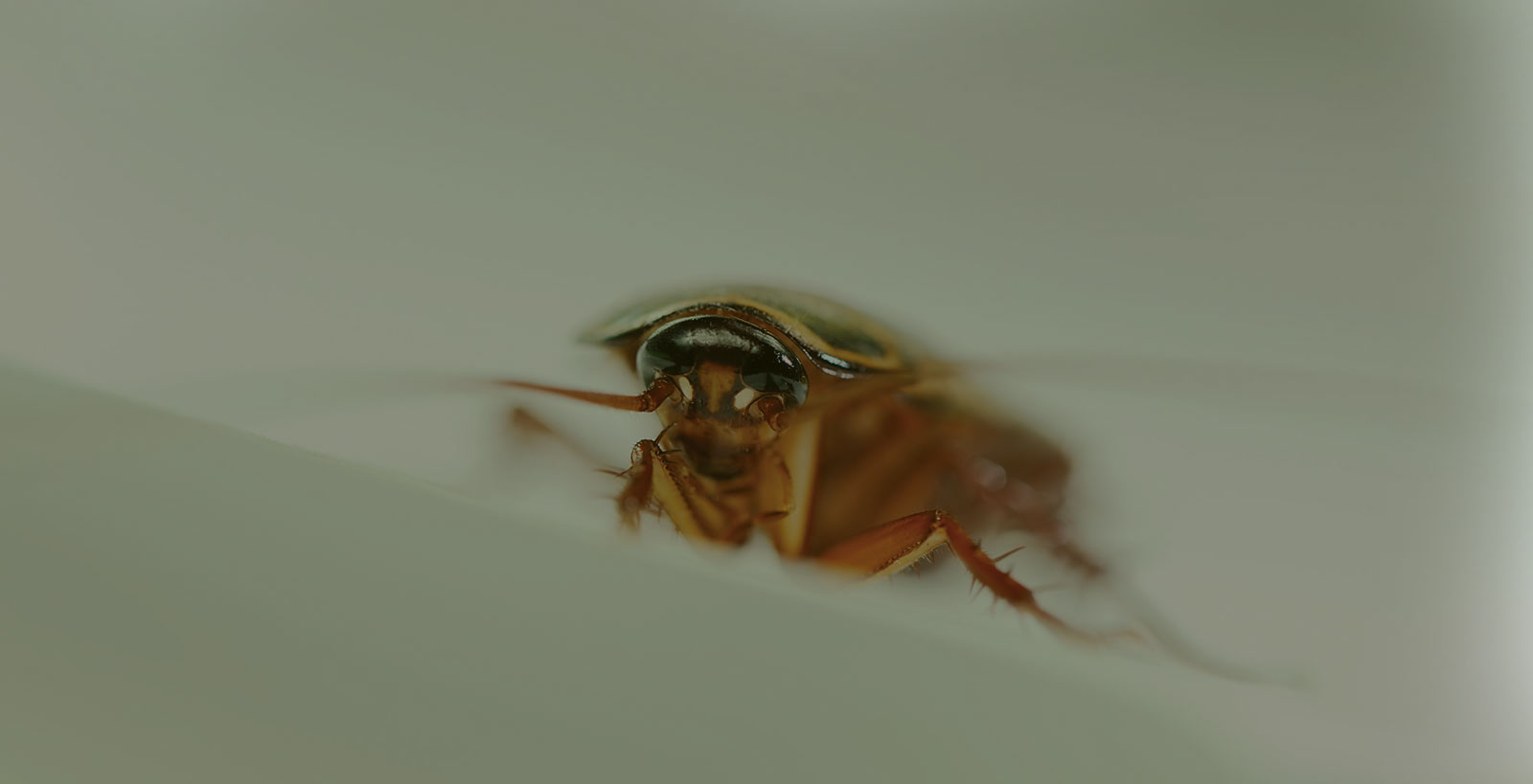 Εντομοκτόνα