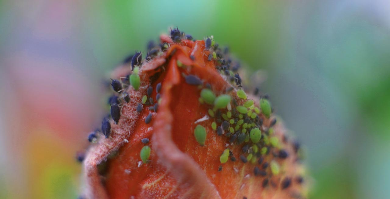 Φυτοπροστασία - Ενισχυτικά άμυνας των φυτών