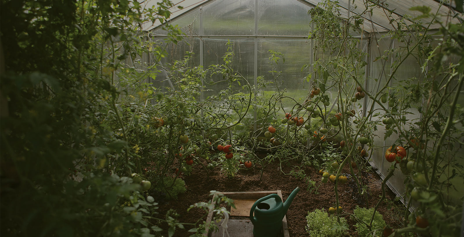 Ερασιτεχνική θρέψη - Βιοδιεγέρτες
